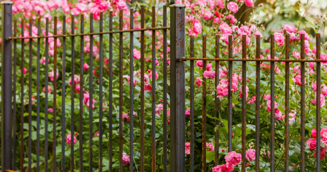 Verdir la clôture du jardin